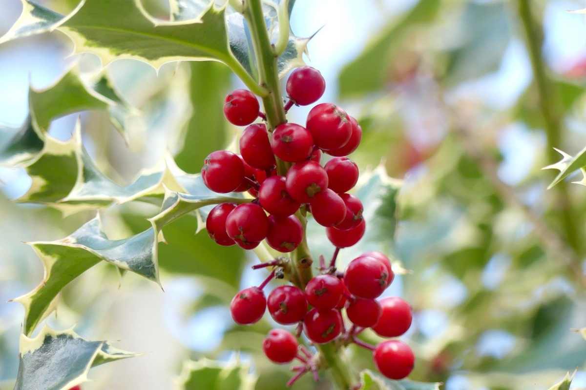 Una pianta simbolo delle feste di Natale e non solo 