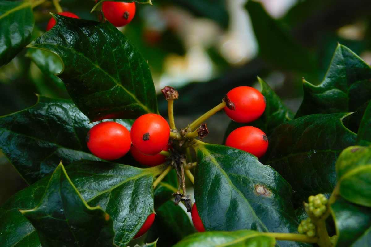 Una pianta simbolo delle feste